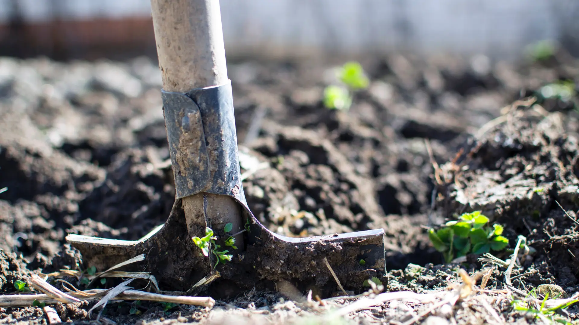 agriculture-backyard-blur-296230